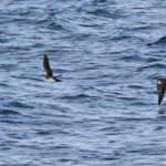 Puffin des anglais (Mull, Ecosse)