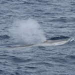 Rorqual commun (06/07/2014)