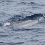 Rorqual commun (06/07/2014)