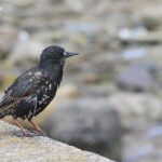 Étourneau sansonnet - Seahouses - 11/07/2014