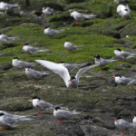 Sterne arctique (Arctic tern) - Inner Farne - 11/07/2014
