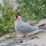 Sterne arctique (Arctic tern) - Inner Farne - 11/07/2014