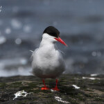 Sterne arctique (Arctic tern) - Inner Farne - 11/07/2014