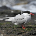 Sterne arctique (Arctic tern) - Inner Farne - 11/07/2014