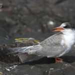 Sterne arctique (Arctic tern) - Inner Farne - 11/07/2014