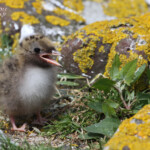 Sterne arctique (Arctic tern) - Inner Farne - 11/07/2014