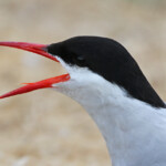 Sterne arctique (Arctic tern) - Inner Farne - 11/07/2014
