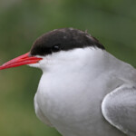 Sterne arctique (Arctic tern) - Inner Farne - 11/07/2014