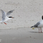 Sterne de Dougall - Coquet Island - 12/07/2014