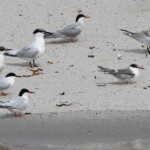 Sternes de Dougall, pierregarin et caugek - Coquet Island - 12/07/2014