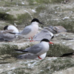 Sterne de Dougall - Coquet Island - 12/07/2014