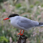 Sterne pierregarin (Common tern) - Inner Farne - 11/07/2014
