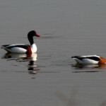 Tadorne de Belon (Salins d'Hyères)