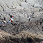 Tadorne de Belon (Bagaud - Iles d'Hyères)