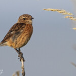 Tarier pâtre - Northumberland - 11/07/2014