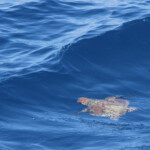 Tortue caouanne Svg+xml,%3Csvg%20xmlns%3D%22http%3A%2F%2Fwww.w3