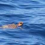 Tortue caouanne Svg+xml,%3Csvg%20xmlns%3D%22http%3A%2F%2Fwww.w3