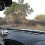 Buffles (Skukuza)