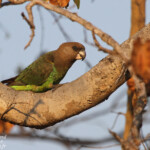 Perroquet à tête brune