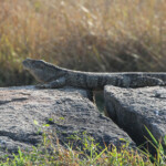 Varan des steppes d’Afrique orientale (Kruger)