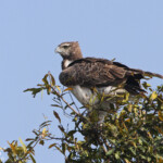 Aigle martial