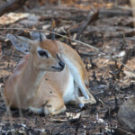 Raphicère champêtre