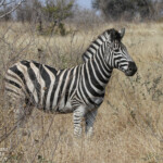 Zèbre des plaines