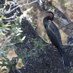 Anhinga