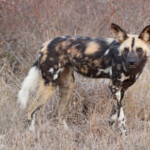 Lycaon (Skukuza)
