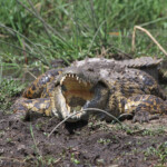 Crocodile du Nil