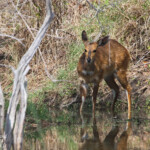 Guib harnaché (bushbock) Svg+xml,%3Csvg%20xmlns%3D%22http%3A%2F%2Fwww.w3