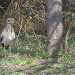 Œdicnème vermiculé