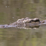 Crocodile du Nil