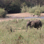 Éléphant (Lower Sabie)