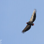 Bateleur (Sabie river)