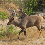 Guib harnaché (Sabie river)