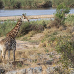 Giraffe (Sabie river)