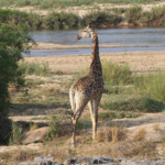 Giraffe (Sabie river)