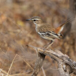 Agrobate à dos roux (Sabie river)