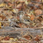 Agrobate à dos roux (Sabie river)