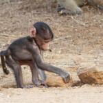 Babouin chacma (Sabie river)