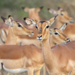 Impala (Sabie river)