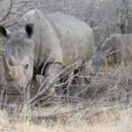Rhinocéros blanc (Sabie river)