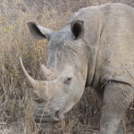 Rhinocéros blanc (Sabie river)