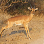 Impala (Sabie river)
