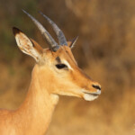 Impala (Sabie river)