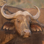 Buffle (Sabie river)