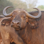 Buffle (Sabie river)