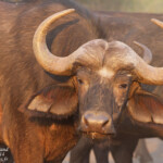 Buffle (Sabie river)