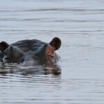 Hippopotame (Sabie river)